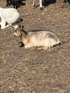 Pygmy Goats - Photo 7