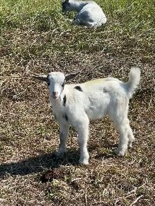 Pygmy Goats - Photo 8