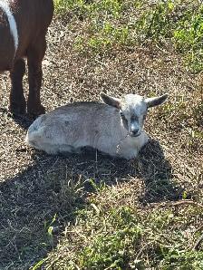 Pygmy Goats - Photo 9