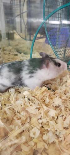 hamsters - Photo 2