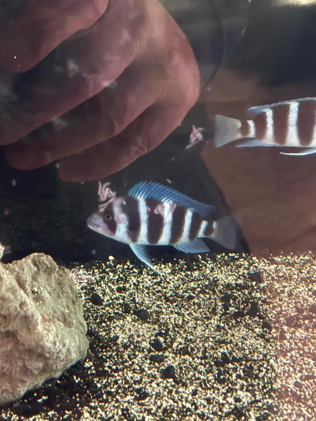 MOBA Frontosa cichlids