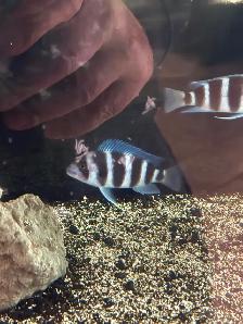 MOBA Frontosa cichlids