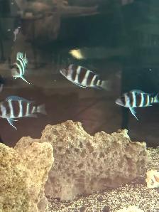 MOBA Frontosa cichlids - Photo 4