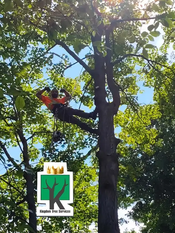 KINGDOM TREE SERVICES - FREE ESTIMATE - 905-301-2633