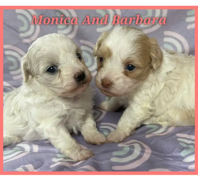 Toy/mini Maltipoo puppies