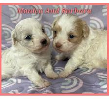Toy/mini Maltipoo puppies