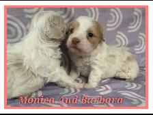 Toy/mini Maltipoo puppies - Photo 2