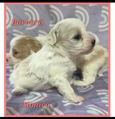 Toy/mini Maltipoo puppies - Photo 3