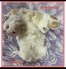 Toy/mini Maltipoo puppies - Photo 4