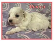 Toy/mini Maltipoo puppies - Photo 5