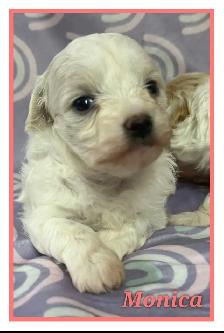 Toy/mini Maltipoo puppies - Photo 6