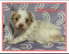 Toy/mini Maltipoo puppies - Photo 7