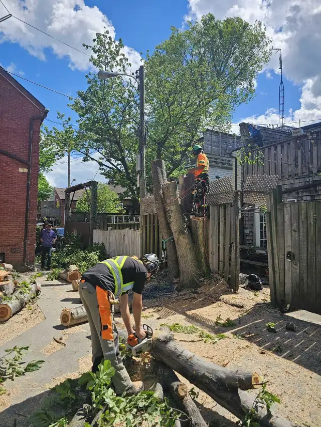 Tree Removal -Pruning -Permits -Storm