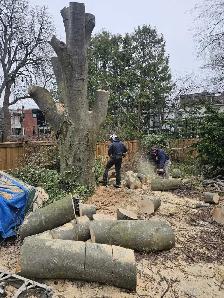 Tree Removal -Pruning -Permits -Storm - Photo 2