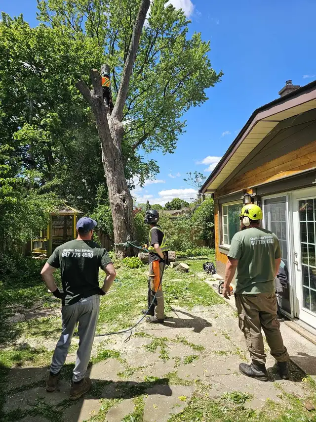 EMERGENCY TREE SERVICES