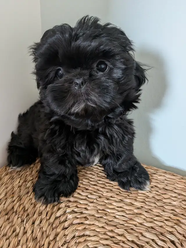 Chiot Shih Tzu