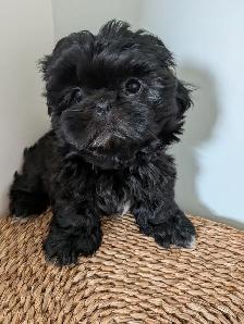 Chiot Shih Tzu