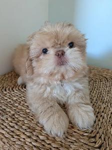 Chiot Shih Tzu - Photo 2