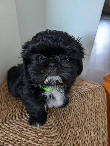 Chiot Shih Tzu - Photo 3