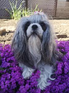 Chiot Shih Tzu - Photo 4