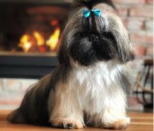 Chiot Shih Tzu - Photo 5