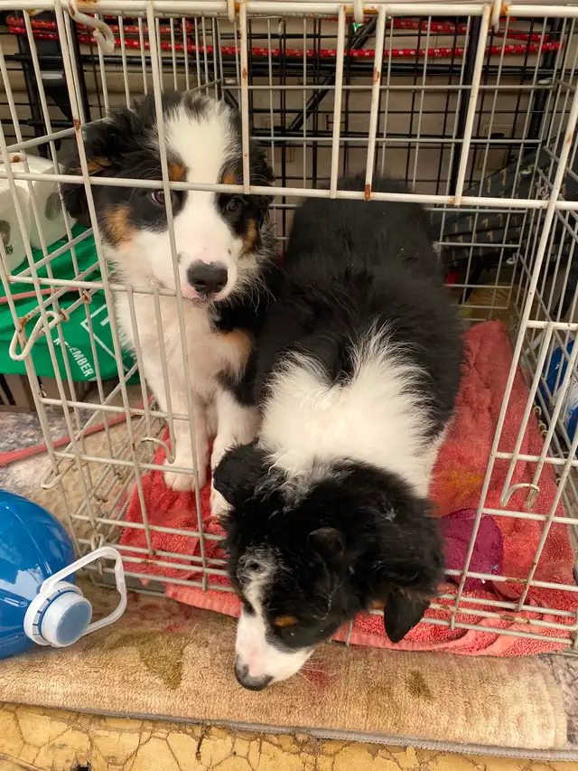 Aussie/bernese puppies ready for new homes