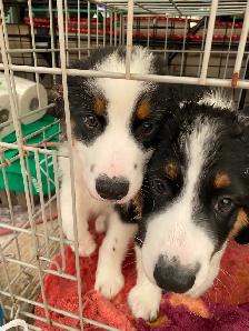 Aussie/bernese puppies ready for new homes - Photo 2