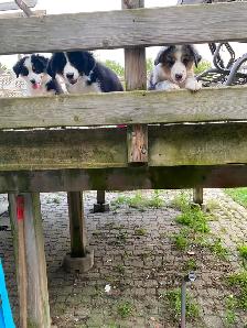 Aussie/bernese puppies ready for new homes - Photo 3