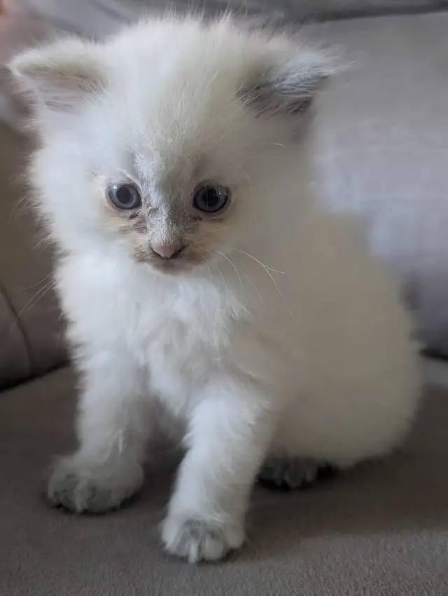ragdoll kittens