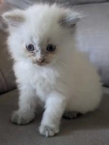 ragdoll kittens