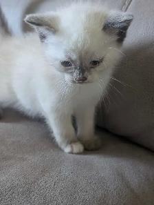 ragdoll kittens - Photo 2