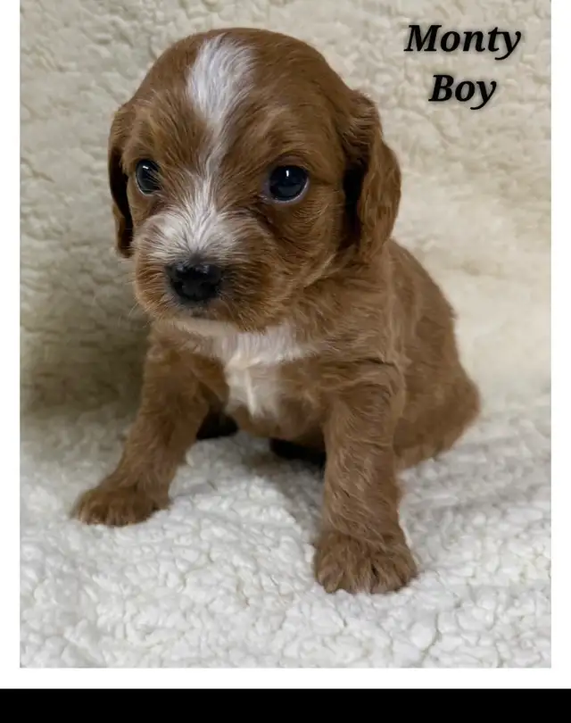 Cockapoo puppies