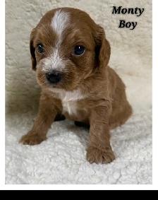 Cockapoo puppies