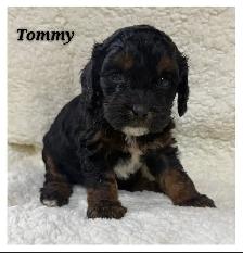 Cockapoo puppies - Photo 2