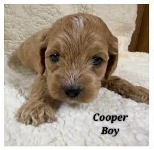 Cockapoo puppies - Photo 3