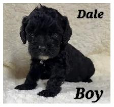 Cockapoo puppies - Photo 4