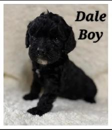 Cockapoo puppies - Photo 5