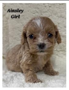 Cockapoo puppies - Photo 6