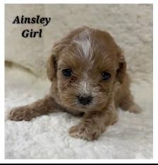 Cockapoo puppies - Photo 7