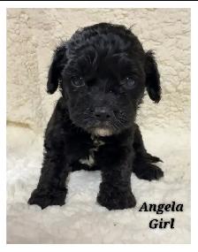Cockapoo puppies - Photo 8