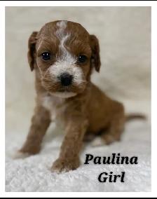 Cockapoo puppies - Photo 9