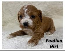 Cockapoo puppies - Photo 10