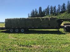 First Cut Hay & Alfalfa