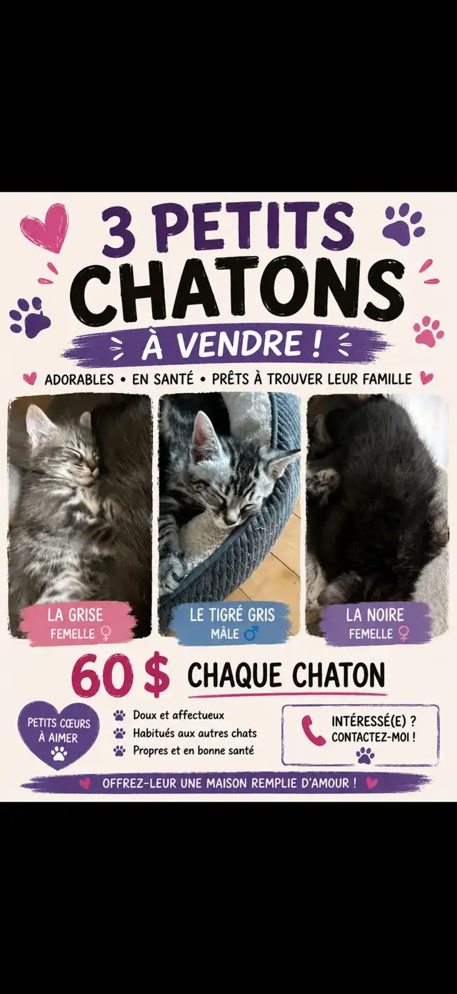Chaton à vendre
