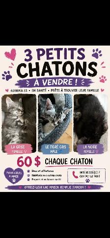 Chaton à vendre