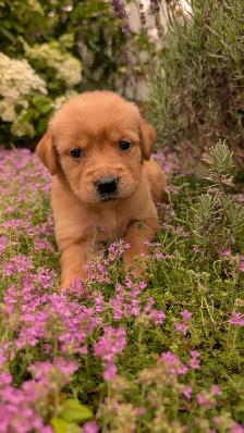 Golden Retrievers ready for Home Soon!