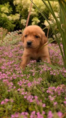 Golden Retrievers ready for Home Soon! - Photo 2
