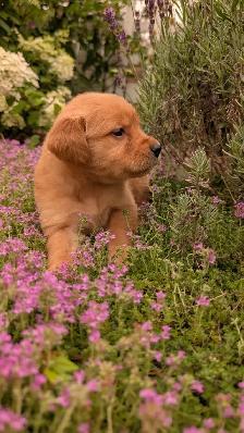 Golden Retrievers ready for Home Soon! - Photo 3