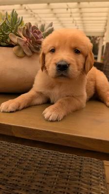Golden Retrievers ready for Home Soon! - Photo 4
