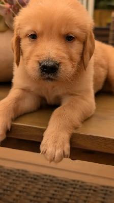 Golden Retrievers ready for Home Soon! - Photo 5